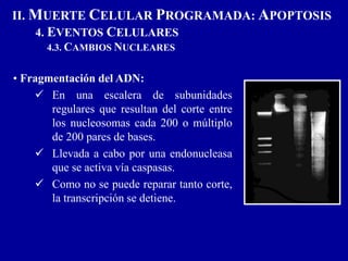 • Fragmentación del ADN:
 En una escalera de subunidades
regulares que resultan del corte entre
los nucleosomas cada 200 o múltiplo
de 200 pares de bases.
 Llevada a cabo por una endonucleasa
que se activa vía caspasas.
 Como no se puede reparar tanto corte,
la transcripción se detiene.
II. MUERTE CELULAR PROGRAMADA: APOPTOSIS
4. EVENTOS CELULARES
4.3. CAMBIOS NUCLEARES
 