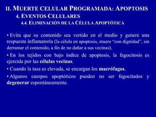 • Evita que su contenido sea vertido en el medio y genere una
respuesta inflamatoria (la célula en apoptosis, muere “con dignidad”, sin
derramar el contenido, a fin de no dañar a sus vecinas).
• En los tejidos con bajo índice de apoptosis, la fagocitosis es
ejercida por las células vecinas.
• Cuando la tasa es elevada, se encargan los macrófagos.
• Algunos cuerpos apoptóticos pueden no ser fagocitados y
degenerar espontáneamente.
II. MUERTE CELULAR PROGRAMADA: APOPTOSIS
4. EVENTOS CELULARES
4.4. ELIMINACIÓN DE LA CÉLULA APOPTÓTICA
 
