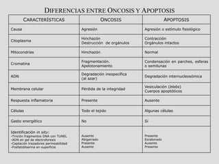 DIFERENCIAS ENTRE ONCOSIS Y APOPTOSIS
CARACTERÍSTICAS ONCOSIS APOPTOSIS
Causa Agresión Agresión o estímulo fisiológico
Citoplasma
Hinchazón
Destrucción de orgánulos
Contracción
Orgánulos intactos
Mitocondrias Hinchazón Normal
Cromatina
Fragmentación.
Apelotonamiento
Condensación en parches, esferas
o semilunas
ADN
Degradación inespecífica
(al azar)
Degradación internucleosómica
Membrana celular Pérdida de la integridad
Vesiculación (blebs)
Cuerpos apoptóticos
Respuesta inflamatoria Presente Ausente
Células Todo el tejido Algunas células
Gasto energético No Sí
Identificación in situ:
-Tinción fragmentos DNA con TUNEL
-ADN en gel de electroforesis
-Captación trazadores permeabilidad
-Fosfatidilserina en superficie
Ausente
Abigarrado
Presente
Ausente
Presente
Escalonado
Ausente
Presente
 