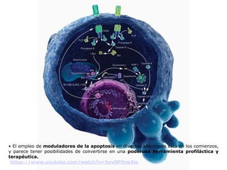 • El empleo de moduladores de la apoptosis en diversas afecciones está en los comienzos,
y parece tener posibilidades de convertirse en una poderosa herramienta profiláctica y
terapéutica.
https://www.youtube.com/watch?v=SyvOPXeg4ig
 