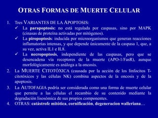 OTRAS FORMAS DE MUERTE CELULAR
1. Tres VARIANTES DE LA APOPTOSIS:
 La parapoptosis: no está regulada por caspasas, sino por MAPK
(cinasas de proteína activadas por mitógenos).
 La piropoptosis: inducida por microorganismos que generan reacciones
inflamatorias intensas, y que depende únicamente de la caspasa 1, que, a
su vez, activa IL1 e IL8.
 La necropoptosis, independiente de las caspasas, pero que se
desencadena vía receptores de la muerte (APO-1/FasR), aunque
morfológicamente es análoga a la oncosis.
2. La MUERTE CITOTÓXICA (causada por la acción de los linfocitos T-
citotóxicos y las células NK) combina aspectos de la oncosis y de la
apoptosis.
3. La AUTOFAGIA podría ser considerada como una forma de muerte celular
que permite a las células el recambio de su contenido mediante la
degradación lisosómica de sus propios componentes.
4. OTRAS: catástrofe mitótica, cornificación, degeneracion walleriana…
 