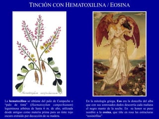 TINCIÓN CON HEMATOXILINA / EOSINA
La hematoxilina se obtiene del palo de Campeche o
“palo de tinta” (Haematoxylum campechianum)
leguminosa arbórea de hasta 6 m. de alto, utilizada
desde antiguo como materia prima para un tinte rojo
oscuro extraído por decocción de su madera.
En la mitología griega, Eos era la doncella del alba
que con sus sonrosados dedos descorría cada mañana
el negro manto de la noche. En su honor se puso
nombre a la eosina, que tiñe en rosa las estructuras
“eosinófilas”
 