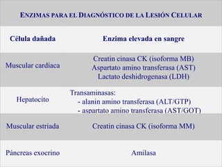 ENZIMAS PARA EL DIAGNÓSTICO DE LA LESIÓN CELULAR
Célula dañada Enzima elevada en sangre
Muscular cardíaca
Creatin cinasa CK (isoforma MB)
Aspartato amino transferasa (AST)
Lactato deshidrogenasa (LDH)
Hepatocito
Transaminasas:
- alanin amino transferasa (ALT/GTP)
- aspartato amino transferasa (AST/GOT)
Muscular estriada Creatin cinasa CK (isoforma MM)
Páncreas exocrino Amilasa
 