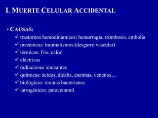 • CAUSAS:
 trastornos hemodinámicos: hemorragia, trombosis, embolia
 mecánicas: traumatismos (desgarro vascular)
 térmicas: frío, calor
 eléctricas
 radiaciones ionizantes
 químicas: ácidos, álcalis, enzimas, venenos…
 biológicas: toxinas bacterianas
 iatrogénicas: paracetamol.
I. MUERTE CELULAR ACCIDENTAL
 