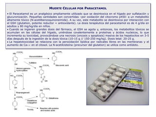 MUERTE CELULAR POR PARACETAMOL
• El Paracetamol es un analgésico ampliamente utilizado que se desintoxica en el hígado por sulfatación y
glucuronización. Pequeñas cantidades son convertidas –por oxidación del citocromo p450- a un metabolito
altamente tóxico (N-acetilbenzoquinoneimida). A su vez, este metabolito se desintoxica por interacción con
el GSH (glutation, potente reductor = antioxidante). La dosis terapéutica del paracetamol es de 4 g/día en
adultos y 80 mg/kg/día en niños.
 Cuando se ingieren grandes dosis del fármaco, el GSH se agota y, entonces, los metabolitos tóxicos se
acumulan en las células del hígado, uniéndose covalentemente a proteínas y ácidos nucleicos, lo que
incrementa su toxicidad, provocándose una necrosis (oncosis y apoptosis) masiva de los hepatocitos en 3-5
días después de la ingestión de la dosis tóxica (10-15 g // 150-250 mg/kg). Dosis letal: 20-25 g.
 La hepatotoxicidad se relaciona con la peroxidación lipídica por radicales libres en las membranas y el
aumento de Ca++ en el citosol. La N-acetilcisteína (precursor del glutation) se utiliza como antídoto.
 