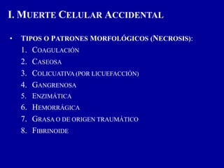 • TIPOS O PATRONES MORFOLÓGICOS (NECROSIS):
1. COAGULACIÓN
2. CASEOSA
3. COLICUATIVA (POR LICUEFACCIÓN)
4. GANGRENOSA
5. ENZIMÁTICA
6. HEMORRÁGICA
7. GRASA O DE ORIGEN TRAUMÁTICO
8. FIBRINOIDE
I. MUERTE CELULAR ACCIDENTAL
 