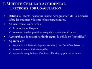 I. MUERTE CELULAR ACCIDENTAL
1. NECROSIS POR COAGULACIÓN
• Debida al efecto desnaturalizante “coagulante” de la acidosis
sobre las enzimas y las proteínas estructurales.
• Al inactivarse las enzimas:
 la autolisis se bloquea
 se conservan las proteínas coaguladas, desnaturalizadas.
• Acompañada de una pérdida de agua: la célula se "momifica"
• Aparece en:
 isquemia e infarto de órganos sólidos (corazón, riñón, bazo…)
 tumores de crecimiento rápido
 quemaduras químicas, térmicas, eléctricas y por radiaciones.
 