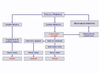CÉLULA NORMAL
LESIÓN MASIVA LESIÓN MEDIANA
RESTABLECIMIENTO
Coagulación de las
proteínas celulares
Muerte celular Muerte celular Muerte celular
Inicio de la apoptosis Daño cel. continuado
Eliminación del
estímulo lesivo
Oncosis Apoptosis Oncosis
Lesión celular
reversible
Daño celular crítico
 