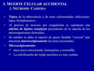 I. MUERTE CELULAR ACCIDENTAL
2. NECROSIS CASEOSA
• Típica de la tuberculosis y de otras enfermedades infecciosas:
lepra, histoplasmosis...
• Al proceso de necrosis por coagulación se superpone una
adición de lípidos complejos procedentes de la cápsula de los
microorganismos destruidos.
• Su nombre se debe al aspecto de queso fundido “caseum” que
muestran macroscópicamente las áreas necrosadas.
• Microscópicamente:
 masa poco estructurada, homogénea y eosinófila.
 La calcificación del tejido necrótico es muy común.
 