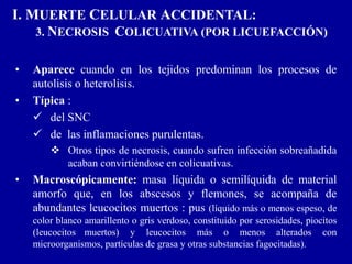 I. MUERTE CELULAR ACCIDENTAL:
3. NECROSIS COLICUATIVA (POR LICUEFACCIÓN)
• Aparece cuando en los tejidos predominan los procesos de
autolisis o heterolisis.
• Típica :
 del SNC
 de las inflamaciones purulentas.
 Otros tipos de necrosis, cuando sufren infección sobreañadida
acaban convirtiéndose en colicuativas.
• Macroscópicamente: masa líquida o semilíquida de material
amorfo que, en los abscesos y flemones, se acompaña de
abundantes leucocitos muertos : pus (líquido más o menos espeso, de
color blanco amarillento o gris verdoso, constituido por serosidades, piocitos
(leucocitos muertos) y leucocitos más o menos alterados con
microorganismos, partículas de grasa y otras substancias fagocitadas).
 