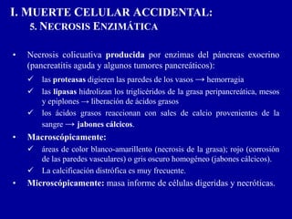 I. MUERTE CELULAR ACCIDENTAL:
5. NECROSIS ENZIMÁTICA
• Necrosis colicuativa producida por enzimas del páncreas exocrino
(pancreatitis aguda y algunos tumores pancreáticos):
 las proteasas digieren las paredes de los vasos → hemorragia
 las lipasas hidrolizan los triglicéridos de la grasa peripancreática, mesos
y epiplones → liberación de ácidos grasos
 los ácidos grasos reaccionan con sales de calcio provenientes de la
sangre → jabones cálcicos.
• Macroscópicamente:
 áreas de color blanco-amarillento (necrosis de la grasa); rojo (corrosión
de las paredes vasculares) o gris oscuro homogéneo (jabones cálcicos).
 La calcificación distrófica es muy frecuente.
• Microscópicamente: masa informe de células digeridas y necróticas.
 