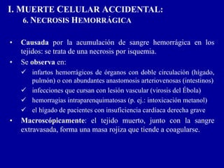 I. MUERTE CELULAR ACCIDENTAL:
6. NECROSIS HEMORRÁGICA
• Causada por la acumulación de sangre hemorrágica en los
tejidos: se trata de una necrosis por isquemia.
• Se observa en:
 infartos hemorrágicos de órganos con doble circulación (hígado,
pulmón) o con abundantes anastomosis arteriovenosas (intestinos)
 infecciones que cursan con lesión vascular (virosis del Ébola)
 hemorragias intraparenquimatosas (p. ej.: intoxicación metanol)
 el hígado de pacientes con insuficiencia cardíaca derecha grave
• Macroscópicamente: el tejido muerto, junto con la sangre
extravasada, forma una masa rojiza que tiende a coagularse.
 