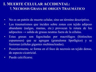 I. MUERTE CELULAR ACCIDENTAL:
7. NECROSIS GRASA DE ORIGEN TRAUMÁTICO
• No es un patrón de muerte celular, sino un término descriptivo.
• Los traumatismos que inciden sobre zonas con tejido adiposo
abundante (nalgas, mamas, etc.) provocan la rotura de los
adipocitos → salida de grasas neutras fuera de la células.
• Estas grasas son fagocitadas por macrófagos (histiocitos
espumosos) que se agregan (granuloma lipofágico) y se
fusionan (células gigantes multinucleadas).
• Posteriormente, se forma en el foco de necrosis un tejido denso,
de aspecto cicatricial.
• Puede calcificarse.
 