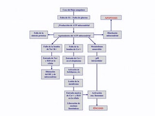 Cese del flujo sanguíneo
Falta de O2 / Falta de glucosa APOPTOSIS
↓Producción de ATP mitocondrial
Fallo de la
síntesis proteica
Hinchazón
mitocondrial
Fallo de la
bomba de Ca++
Fallo de la bomba
de Na+/K+
Metabolismo
anaerobio
Entrada de Ca++
en el citoplasma
Activación de
fosfolipasas, etc.
Lesión de la
membrana
Entrada masiva
de Ca++ y H2O
en la célula
Liberación de
enzimas
lisosómicas
↓pH
intracelular
ONCOSIS
Activación
enz. lisosomas
Entrada de Na+
y H20 en la
célula
Dilatación
del RE y de
mitocondrias
Agotamiento del ATP mitocondrial
 