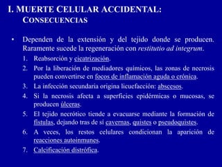 I. MUERTE CELULAR ACCIDENTAL:
CONSECUENCIAS
• Dependen de la extensión y del tejido donde se producen.
Raramente sucede la regeneración con restitutio ad integrum.
1. Reabsorción y cicatrización.
2. Por la liberación de mediadores químicos, las zonas de necrosis
pueden convertirse en focos de inflamación aguda o crónica.
3. La infección secundaria origina licuefacción: abscesos.
4. Si la necrosis afecta a superficies epidérmicas o mucosas, se
producen úlceras.
5. El tejido necrótico tiende a evacuarse mediante la formación de
fístulas, dejando tras de sí cavernas, quistes o pseudoquistes.
6. A veces, los restos celulares condicionan la aparición de
reacciones autoinmunes.
7. Calcificación distrófica.
 