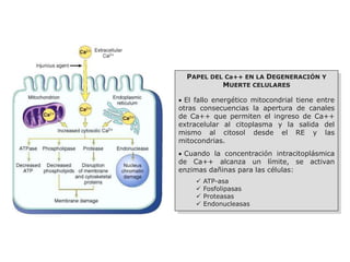 PAPEL DEL Ca++ EN LA DEGENERACIÓN Y
MUERTE CELULARES
 El fallo energético mitocondrial tiene entre
otras consecuencias la apertura de canales
de Ca++ que permiten el ingreso de Ca++
extracelular al citoplasma y la salida del
mismo al citosol desde el RE y las
mitocondrias.
 Cuando la concentración intracitoplásmica
de Ca++ alcanza un límite, se activan
enzimas dañinas para las células:
 ATP-asa
 Fosfolipasas
 Proteasas
 Endonucleasas
 