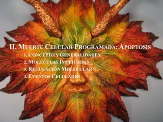 II. MUERTE CELULAR PROGRAMADA: APOPTOSIS
1. CONCEPTO Y GENERALIDADES
2. MOLÉCULAS IMPLICADAS
3. REGULACIÓN MOLECULAR
4. EVENTOS CELULARES
 