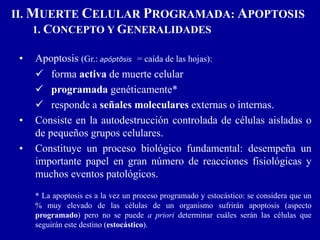 II. MUERTE CELULAR PROGRAMADA: APOPTOSIS
1. CONCEPTO Y GENERALIDADES
• Apoptosis (Gr.: apóptōsis = caída de las hojas):
 forma activa de muerte celular
 programada genéticamente*
 responde a señales moleculares externas o internas.
• Consiste en la autodestrucción controlada de células aisladas o
de pequeños grupos celulares.
• Constituye un proceso biológico fundamental: desempeña un
importante papel en gran número de reacciones fisiológicas y
muchos eventos patológicos.
* La apoptosis es a la vez un proceso programado y estocástico: se considera que un
% muy elevado de las células de un organismo sufrirán apoptosis (aspecto
programado) pero no se puede a priori determinar cuáles serán las células que
seguirán este destino (estocástico).
 