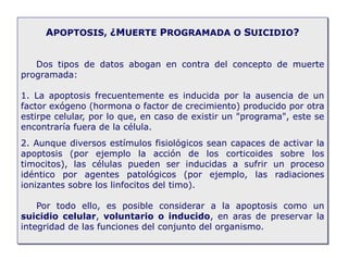 APOPTOSIS, ¿MUERTE PROGRAMADA O SUICIDIO?
Dos tipos de datos abogan en contra del concepto de muerte
programada:
1. La apoptosis frecuentemente es inducida por la ausencia de un
factor exógeno (hormona o factor de crecimiento) producido por otra
estirpe celular, por lo que, en caso de existir un "programa", este se
encontraría fuera de la célula.
2. Aunque diversos estímulos fisiológicos sean capaces de activar la
apoptosis (por ejemplo la acción de los corticoides sobre los
timocitos), las células pueden ser inducidas a sufrir un proceso
idéntico por agentes patológicos (por ejemplo, las radiaciones
ionizantes sobre los linfocitos del timo).
Por todo ello, es posible considerar a la apoptosis como un
suicidio celular, voluntario o inducido, en aras de preservar la
integridad de las funciones del conjunto del organismo.
 