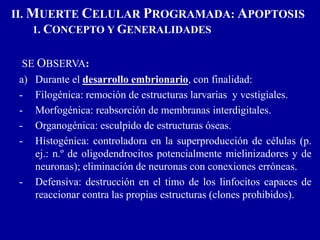 II. MUERTE CELULAR PROGRAMADA: APOPTOSIS
1. CONCEPTO Y GENERALIDADES
SE OBSERVA:
a) Durante el desarrollo embrionario, con finalidad:
- Filogénica: remoción de estructuras larvarias y vestigiales.
- Morfogénica: reabsorción de membranas interdigitales.
- Organogénica: esculpido de estructuras óseas.
- Histogénica: controladora en la superproducción de células (p.
ej.: n.º de oligodendrocitos potencialmente mielinizadores y de
neuronas); eliminación de neuronas con conexiones erróneas.
- Defensiva: destrucción en el timo de los linfocitos capaces de
reaccionar contra las propias estructuras (clones prohibidos).
 
