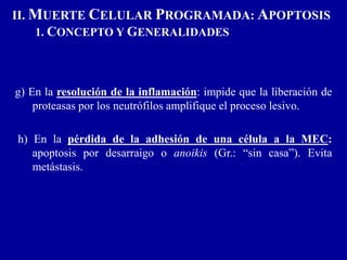 II. MUERTE CELULAR PROGRAMADA: APOPTOSIS
1. CONCEPTO Y GENERALIDADES
g) En la resolución de la inflamación: impide que la liberación de
proteasas por los neutrófilos amplifique el proceso lesivo.
h) En la pérdida de la adhesión de una célula a la MEC:
apoptosis por desarraigo o anoikis (Gr.: “sin casa”). Evita
metástasis.
 