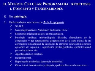 II. MUERTE CELULAR PROGRAMADA: APOPTOSIS
1. CONCEPTO Y GENERALIDADES
i) En patología:
2. Enfermedades asociadas con  de la apoptosis:
 S.I.D.A.
 Neurodegenerativas: Alzheimer, Parkinson, ELA.
 Síndromes mielodisplásicos: anemia aplásica.
 Patología cardíaca: miocardiopatía dilatada; alteraciones de la
conducción y del automatismo; degeneración de la capa media de las
coronarias; inestabilidad de las placas de ateroma; infarto de miocardio;
episodios de isquemia - reperfusión postangioplastia; cardiotoxicidad
por antraciclinas; etc.
 Apoplejía (ictus) cerebral.
 Isquemia renal.
 Hepatopatía alcohólica; demencia alcohólica.
 Otras: ictericia obstructiva; epilepsia; epidermolisis medicamentosa…
 