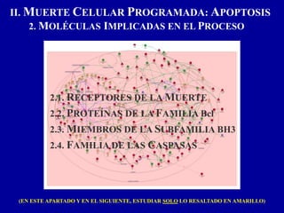 II. MUERTE CELULAR PROGRAMADA: APOPTOSIS
2. MOLÉCULAS IMPLICADAS EN EL PROCESO
2.1. RECEPTORES DE LA MUERTE
2.2. PROTEÍNAS DE LA FAMILIA Bcl
2.3. MIEMBROS DE LA SUBFAMILIA BH3
2.4. FAMILIA DE LAS CASPASAS
(EN ESTE APARTADO Y EN EL SIGUIENTE, ESTUDIAR SOLO LO RESALTADO EN AMARILLO)
 