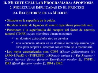 II. MUERTE CELULAR PROGRAMADA: APOPTOSIS
2. MOLÉCULAS IMPLICADAS EN EL PROCESO
2.1. RECEPTORES DE LA MUERTE
• Situados en la superficie de la célula.
• Reciben la señal de ligandos de muerte específicos para cada uno.
• Pertenecen a la superfamilia del receptor del factor de necrosis
tumoral (TNFR) cuyos miembros tienen en común:
 un dominio extracelular rico en cisteína
 una secuencia situada en su dominio intracitoplásmico que
sirve para acoplar al receptor con el resto de la maquinaria.
• Los mejor caracterizados son: CD95 (Cluster Differentiation 95)
(APO-1/FasR) o (TNFRSF6) (APOptosis antigen-1 / Fas Receptor /
Tumor Necrosis Factor Receptor SuperFamily member 6); TNFR1,
DR3 (Death Receptor number 3), DR4 y DR5.
 