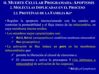 II. MUERTE CELULAR PROGRAMADA: APOPTOSIS
2. MOLÉCULAS IMPLICADAS EN EL PROCESO
2.2. PROTEÍNAS DE LA FAMILIA Bcl*
• Regulan la apoptosis interaccionando con los canales que
controlan la permeabilidad y el flujo iónico de las mitocondrias, en
cuya membrana interna residen.
• Los miembros mejor caracterizados son:
 Bcl-2, Bcl-xL (antiapoptóticos): estabilizan membrana mitocondrial
 Bax (proapoptótico)
• La activación de Bax induce un poro en las membranas
mitocondriales que:
 permite la liberación al citosol de citocromo c.
 El citocromo c activa la procaspasa 9 (vía intrínseca o
mitocondrial de activación de las caspasas).
* Bcl (B-cell lymphoma)
 