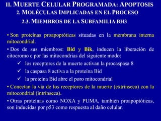 II. MUERTE CELULAR PROGRAMADA: APOPTOSIS
2. MOLÉCULAS IMPLICADAS EN EL PROCESO
2.3. MIEMBROS DE LA SUBFAMILIA BH3
• Son proteínas proapoptóticas situadas en la membrana interna
mitocondrial.
• Dos de sus miembros: Bid y Bik, inducen la liberación de
citocromo c por las mitocondrias del siguiente modo:
 los receptores de la muerte activan la procaspasa 8
 la caspasa 8 activa a la proteína Bid
 la proteína Bid abre el poro mitocondrial
• Conectan la vía de los receptores de la muerte (extrínseca) con la
mitocondrial (intrínseca).
• Otras proteínas como NOXA y PUMA, también proapoptóticas,
son inducidas por p53 como respuesta al daño celular.
 