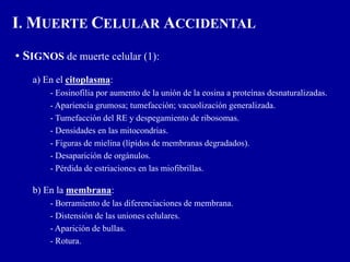 • SIGNOS de muerte celular (1):
a) En el citoplasma:
- Eosinofilia por aumento de la unión de la eosina a proteínas desnaturalizadas.
- Apariencia grumosa; tumefacción; vacuolización generalizada.
- Tumefacción del RE y despegamiento de ribosomas.
- Densidades en las mitocondrias.
- Figuras de mielina (lípidos de membranas degradados).
- Desaparición de orgánulos.
- Pérdida de estriaciones en las miofibrillas.
b) En la membrana:
- Borramiento de las diferenciaciones de membrana.
- Distensión de las uniones celulares.
- Aparición de bullas.
- Rotura.
I. MUERTE CELULAR ACCIDENTAL
 