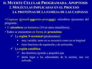 II. MUERTE CELULAR PROGRAMADA: APOPTOSIS
2. MOLÉCULAS IMPLICADAS EN EL PROCESO
2.4. PROTEÍNAS DE LA FAMILIA DE LAS CASPASAS
• Caspasas (cistenil-aspartato-proteasas): miembros ejecutores del
programa .
• 11 miembros en humanos (14 en otros mamíferos).
• Todos se encuentran en forma de proenzima
 La región N-terminal (prodominio):
 muy variable, tanto en su secuencia como en su longitud
 tiene funciones de regulación y de activación.
 La región catalítica:
 dos dominios (grande y pequeño) que
 darán lugar a las subunidades de la enzima, una vez
activada.
 