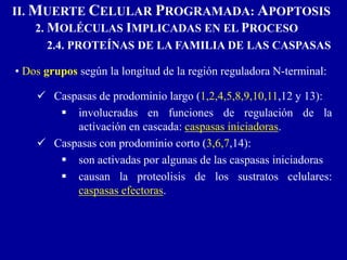 • Dos grupos según la longitud de la región reguladora N-terminal:
 Caspasas de prodominio largo (1,2,4,5,8,9,10,11,12 y 13):
 involucradas en funciones de regulación de la
activación en cascada: caspasas iniciadoras.
 Caspasas con prodominio corto (3,6,7,14):
 son activadas por algunas de las caspasas iniciadoras
 causan la proteolisis de los sustratos celulares:
caspasas efectoras.
II. MUERTE CELULAR PROGRAMADA: APOPTOSIS
2. MOLÉCULAS IMPLICADAS EN EL PROCESO
2.4. PROTEÍNAS DE LA FAMILIA DE LAS CASPASAS
 
