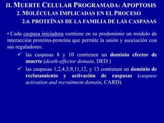 • Cada caspasa iniciadora contiene en su prodominio un módulo de
interacción proteína-proteína que permite la unión y asociación con
sus reguladores:
 las caspasas 8 y 10 contienen un dominio efector de
muerte (death-effector domain, DED )
 las caspasas 1,2,4,5,9,11,12, y 13 contienen un dominio de
reclutamiento y activación de caspasas (caspase
activation and recruitment domain, CARD).
II. MUERTE CELULAR PROGRAMADA: APOPTOSIS
2. MOLÉCULAS IMPLICADAS EN EL PROCESO
2.4. PROTEÍNAS DE LA FAMILIA DE LAS CASPASAS
 
