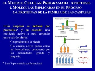 • Las caspasas se activan por
proteolisis* y en cascada: una
molécula activa a otra cortando
entre sus dominios:
 el prodominio se pierde
 la enzima activa queda como
un heterodímero compuesto por
las subunidades grande y
pequeña.
* La nº 9 por cambio conformacional
II. MUERTE CELULAR PROGRAMADA: APOPTOSIS
2. MOLÉCULAS IMPLICADAS EN EL PROCESO
2.4. PROTEÍNAS DE LA FAMILIA DE LAS CASPASAS
 
