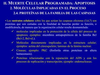 • Los sustratos celulares sobre los que actúan las caspasas efectoras (3,6,7) son
proteínas que son cortadas con la finalidad de hacerlas perder su función, o
modificársela, de manera que la organización celular resulte desmantelada:
 moléculas implicadas en la protección de la célula del proceso de
apoptosis; ejemplos: miembros antiapoptóticos de la familia Bcl
(Bcl-2, Bcl-xL).
 Moléculas directamente implicadas en la estructura celular;
ejemplos: actina del citoesqueleto; laminas de la lámina nuclear.
 Cinasas; ejemplo: PKC (fosforila otras proteínas  altera
homeostasis).
 Proteínas relacionadas con la reparación del ADN y con los
procesos de replicación y transcripción; ejemplo: endonucleasas.
II. MUERTE CELULAR PROGRAMADA: APOPTOSIS
2. MOLÉCULAS IMPLICADAS EN EL PROCESO
2.4. PROTEÍNAS DE LA FAMILIA DE LAS CASPASAS
 
