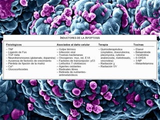 INDUCTORES DE LA APOPTOSIS
 