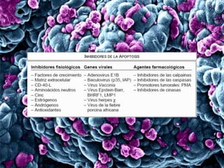 INHIBIDORES DE LA APOPTOSIS
 