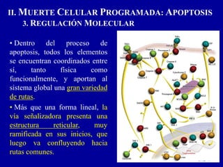 II. MUERTE CELULAR PROGRAMADA: APOPTOSIS
3. REGULACIÓN MOLECULAR
• Dentro del proceso de
apoptosis, todos los elementos
se encuentran coordinados entre
sí, tanto física como
funcionalmente, y aportan al
sistema global una gran variedad
de rutas.
• Más que una forma lineal, la
vía señalizadora presenta una
estructura reticular, muy
ramificada en sus inicios, que
luego va confluyendo hacia
rutas comunes.
 