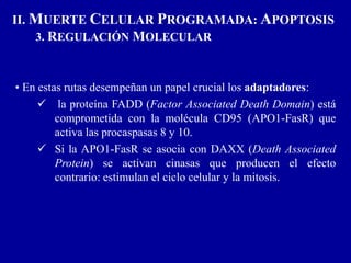 • En estas rutas desempeñan un papel crucial los adaptadores:
 la proteína FADD (Factor Associated Death Domain) está
comprometida con la molécula CD95 (APO1-FasR) que
activa las procaspasas 8 y 10.
 Si la APO1-FasR se asocia con DAXX (Death Associated
Protein) se activan cinasas que producen el efecto
contrario: estimulan el ciclo celular y la mitosis.
II. MUERTE CELULAR PROGRAMADA: APOPTOSIS
3. REGULACIÓN MOLECULAR
 