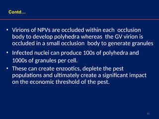 15
• Virions of NPVs are occluded within each occlusion
body to develop polyhedra whereas the GV virion is
occluded in a small occlusion body to generate granules
• Infected nuclei can produce 100s of polyhedra and
1000s of granules per cell.
• These can create enzootics, deplete the pest
populations and ultimately create a significant impact
on the economic threshold of the pest.
Contd…
 