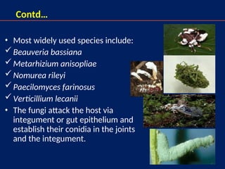 20
Contd…
• Most widely used species include:
Beauveria bassiana
Metarhizium anisopliae
Nomurea rileyi
Paecilomyces farinosus
Verticillium lecanii
• The fungi attack the host via
integument or gut epithelium and
establish their conidia in the joints
and the integument.
 