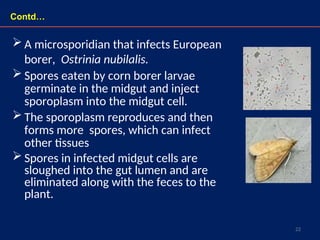 22
 A microsporidian that infects European
borer, Ostrinia nubilalis.
 Spores eaten by corn borer larvae
germinate in the midgut and inject
sporoplasm into the midgut cell.
 The sporoplasm reproduces and then
forms more spores, which can infect
other tissues
 Spores in infected midgut cells are
sloughed into the gut lumen and are
eliminated along with the feces to the
plant.
Contd…
 
