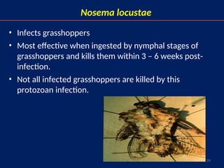 24
Nosema locustae
• Infects grasshoppers
• Most effective when ingested by nymphal stages of
grasshoppers and kills them within 3 – 6 weeks post-
infection.
• Not all infected grasshoppers are killed by this
protozoan infection.
 