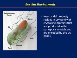 5
Bacillus thuringiensis
• Insecticidal property
resides in Cry family of
crystalline proteins that
are produced in the
parasporal crystals and
are encoded by the cry
genes
 