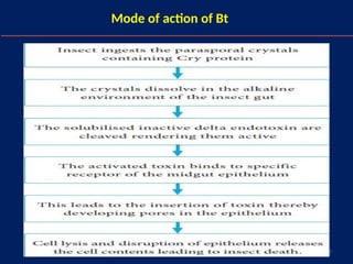 7
Mode of action of Bt
 