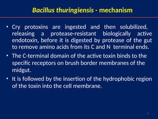 9
Bacillus thuringiensis - mechanism
• Cry protoxins are ingested and then solubilized,
releasing a protease-resistant biologically active
endotoxin, before it is digested by protease of the gut
to remove amino acids from its C and N terminal ends.
• The C-terminal domain of the active toxin binds to the
specific receptors on brush border membranes of the
midgut.
• It is followed by the insertion of the hydrophobic region
of the toxin into the cell membrane.
 
