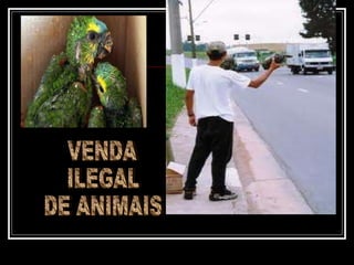 VENDA  ILEGAL  DE ANIMAIS 