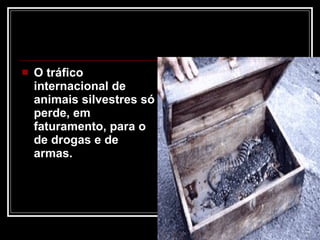 O tráfico internacional de animais silvestres só perde, em faturamento, para o de drogas e de armas.  