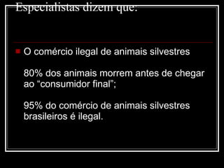 Especialistas dizem que: O comércio ilegal de animais silvestres 80% dos animais morrem antes de chegar ao “consumidor final”; 95% do comércio de animais silvestres brasileiros é ilegal. 